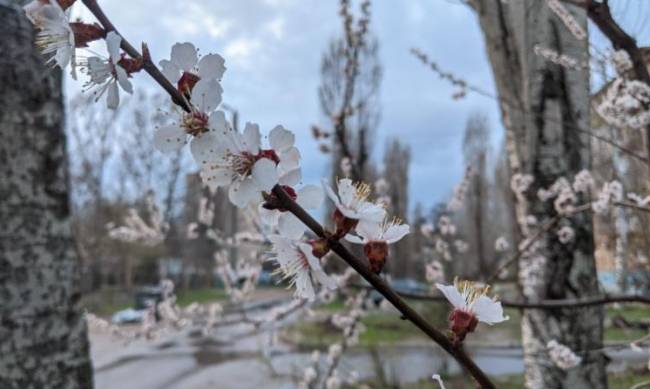 Погода в Мелитополе: что ожидается сегодня фото