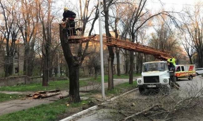 В Запорожье дерево упало на электропровода фото