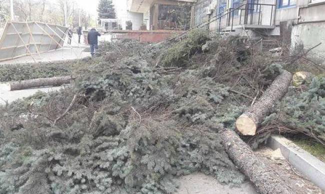 В центре Запорожья незаконно вырубили многолетние ели  фото