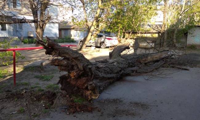 Мелитопольцы два года просили спилить дерево, пока оно не упало.  фото