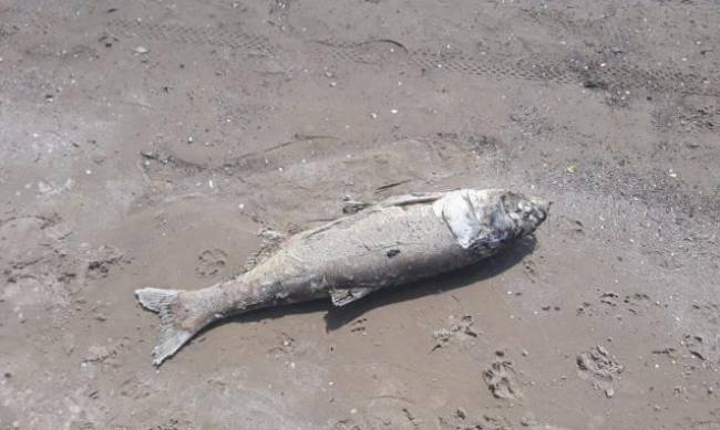 Крупную мёртвую рыбу выбросило на берег реки в Запорожье фото