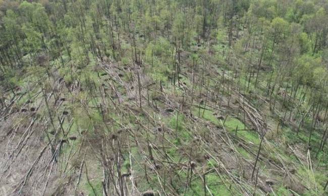 В Украине смерч уничтожил 20 гектаров леса, фото и видео фото