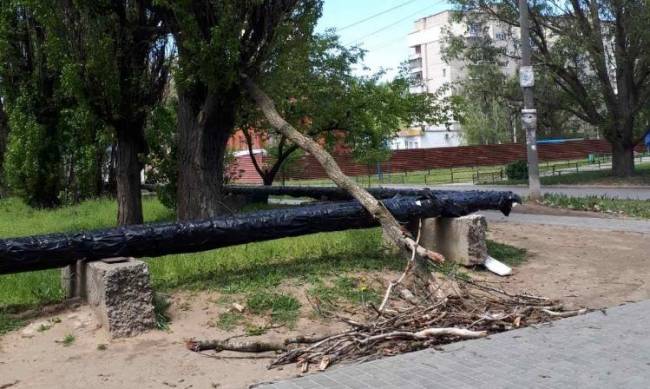 В Мелитополе сильный ветер повалил дерево  фото