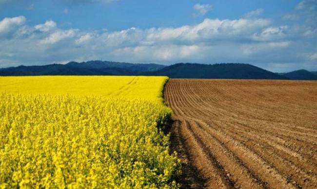 Стоимость земли в Украине может вырасти в пять раз: Шмыгаль сделал прогноз для владельцев паев фото