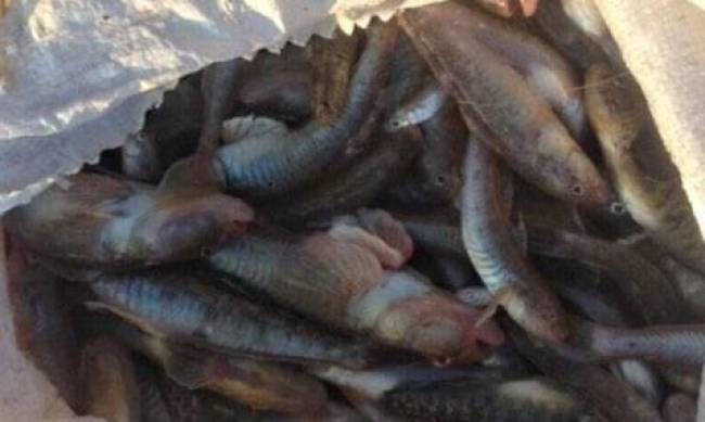 На берегу моря в Запорожской области обнаружили мешки со 100 кг бычка  фото