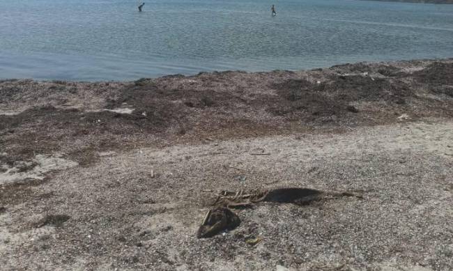 Пляжи Бердянска: дохлая рыба и кучи мусора фото) фото