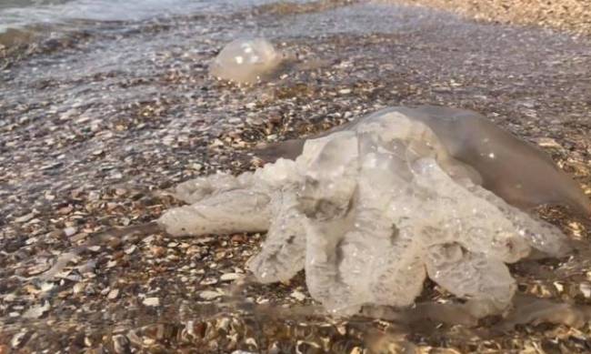 В Запорожской области мэрия Бердянска предлагает смириться с нашествием медуз и комаров на море фото