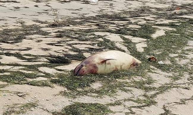 Тела дельфинов выбросило на берег Азовского моря  фото
