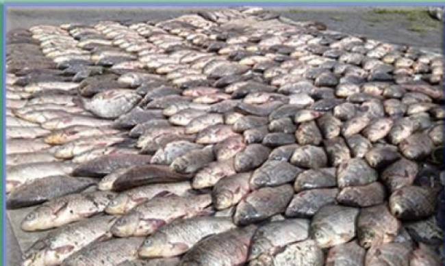 В Запорожской области браконьеры выловили более тонны рыбы фото