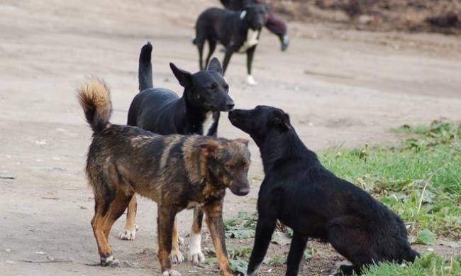 Мелитопольцев держит в страхе стая бродячих собак фото