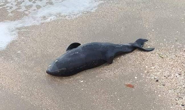 В Бердянске на пляже нашли мертвого дельфина фото