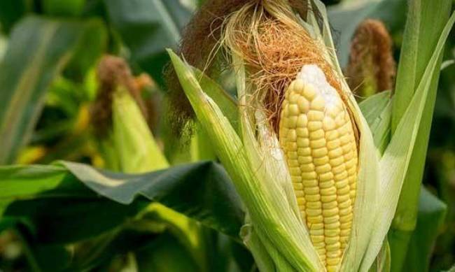 Семена кукурузы популярных сортов фото