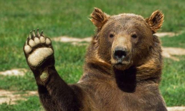 На балансе «Укрзалізниці» в Запорожье были медведи фото