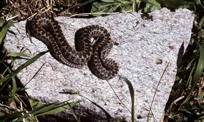 В Мелитополе очень активные змеи: куда обращаться за помощью, если укусила гадюка фото