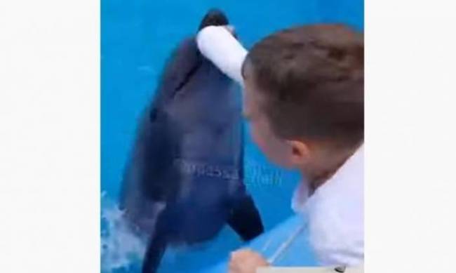Сама не следила: мать ребенка, которого укусил дельфин в Одессе, не имеет претензий к дельфинарию фото
