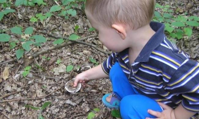 В мелитопольском селе малыш отравился, наевшись грибов фото