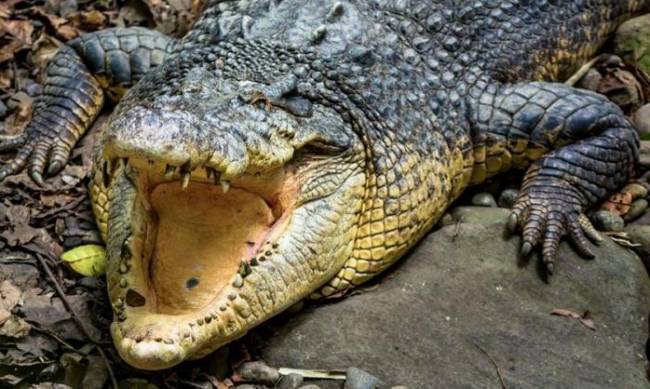 Размыло все преграды: в Ялте крокодилы вырвались на волю фото