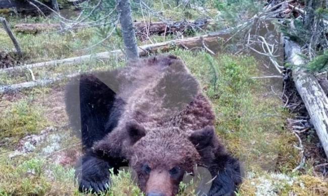 В России медведь напал на группу туристов и съел 16-летнего подростка фото