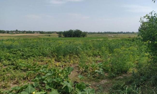 В Приазовском полицейские собрали большой урожай мака и конопли  фото