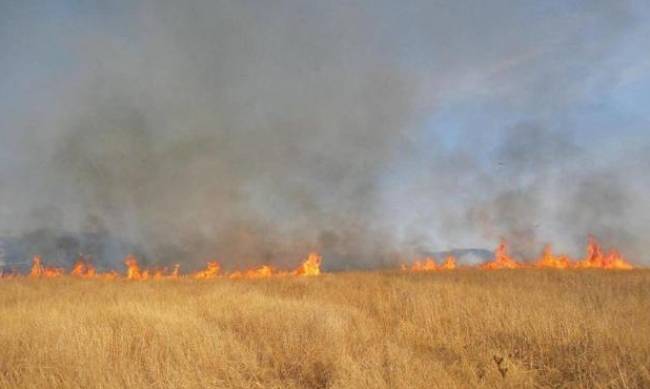 В Бердянском районе сгорело поле пшеницы: идет следствие фото