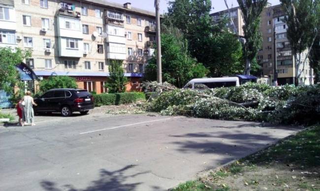 В Мелитополе огромный тополь рухнул на дорогу  фото