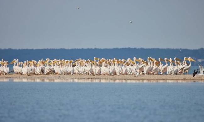 В Молочном лимане запечатлели птичий остров фото