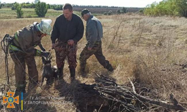 Спасатели доставали из колодца песика фото