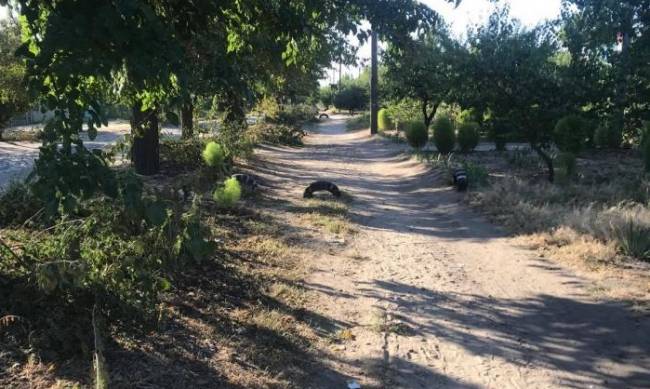 В Мелитополе дорогу до школы делает опасной стая бездомных собак фото