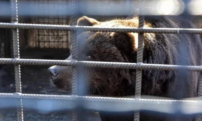 Запорожских медведей отправят в рай  фото