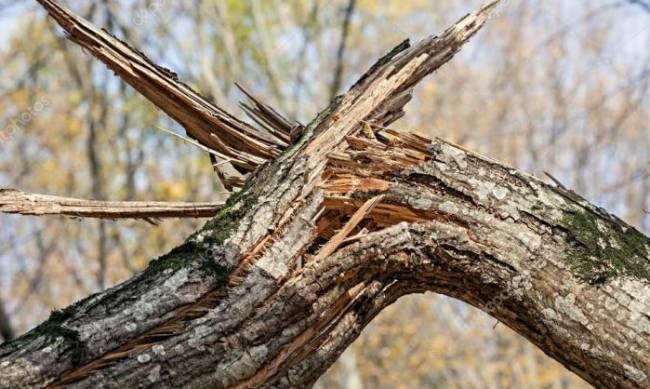 Жарил шашлыки: в парке Тернополя на 12-летнего мальчика упало дерево фото