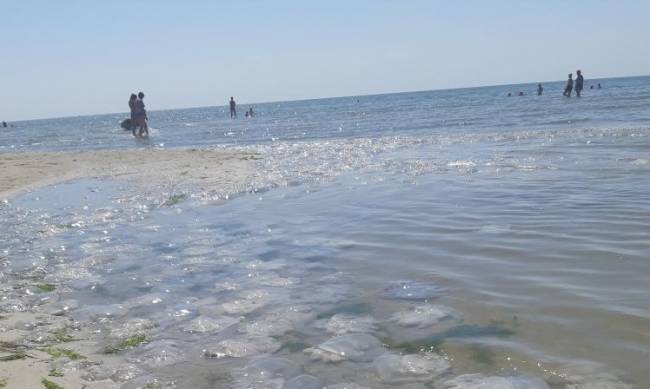 Опреснение Азовского  моря из Каховского водохранилища от медуз не избавит фото