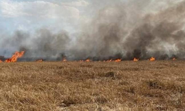 У Запорізькій області вогонь знищив кілька десятків гектарів зернових фото