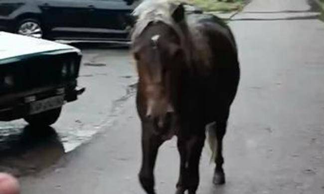 В Запоріжжі поліцейські врятували білогривого красеня - ВІДЕО фото