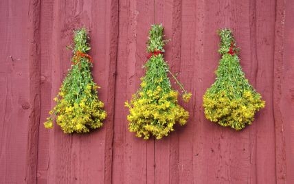 Як приготувати цілющу олію із звіробою - поради народної медицини фото