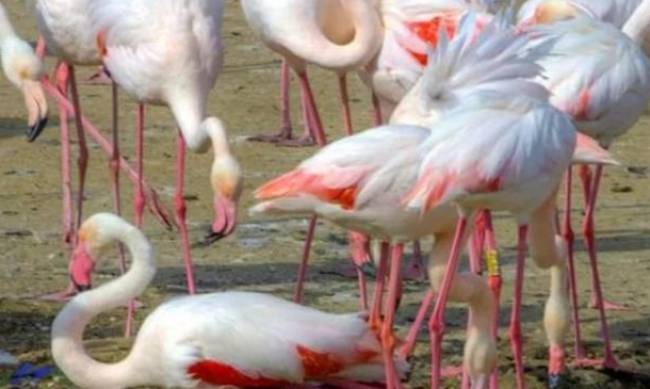 Вперше в Україні. У Тузлівських лиманах на Одещині рожеві фламінго вивели 192 пташенят фото