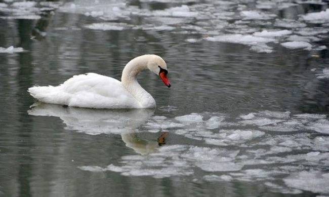 Лебеді на воді: чи треба  рятувати птахів взимку фото