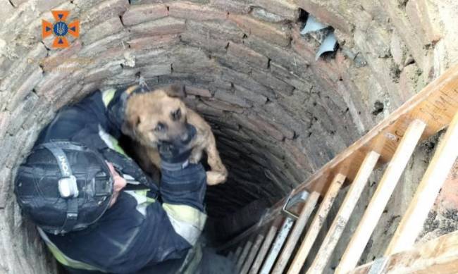 У Запорізькій області собака впав в криницю — знадобилася допомога рятувальників  фото