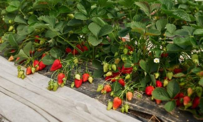 Цей метод підвищить урожайність полуниці в 5 разів: кущі плодоноситимуть до самої осені фото