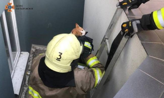У Запоріжжі кошеня впало у підвал - знадобилася допомога рятувальників  фото