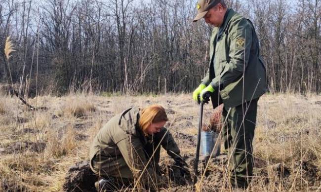 Незламні клени: евакуйовані з Гуляйпільського лісництва саджанці висадили у більш безпечному місці фото