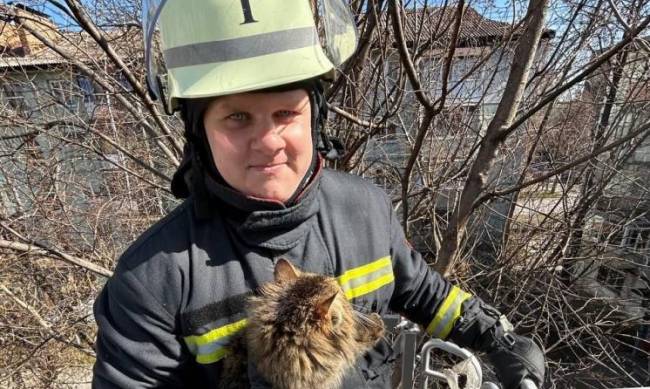 У Запорізькій області рятувальники надали допомогу двом котикам  фото