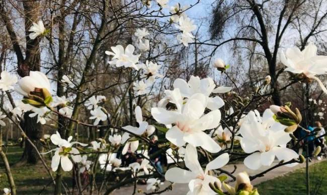 Неймовірна краса: у центральному парку Запоріжжя розквітли магнолії фото